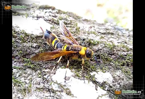 Asian Horntail - photo 5