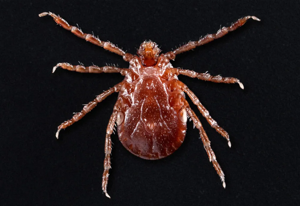 Asian Longhorned Tick