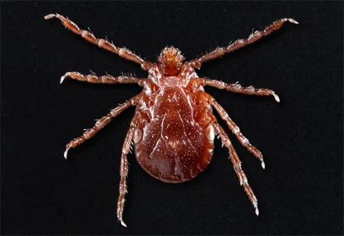 Asian Longhorned Tick - photo 2