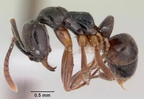 Asian Needle Ant - photo 2