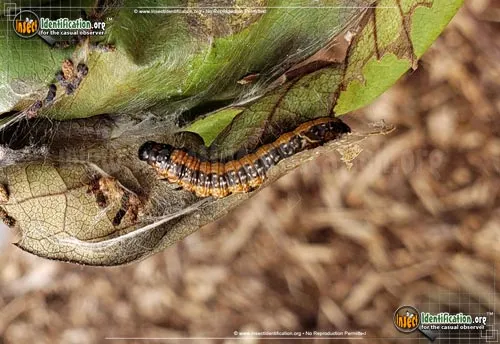 Asimina Webworm Moth - photo 2