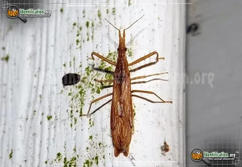 Assassin Bug -P. modesta - photo 2