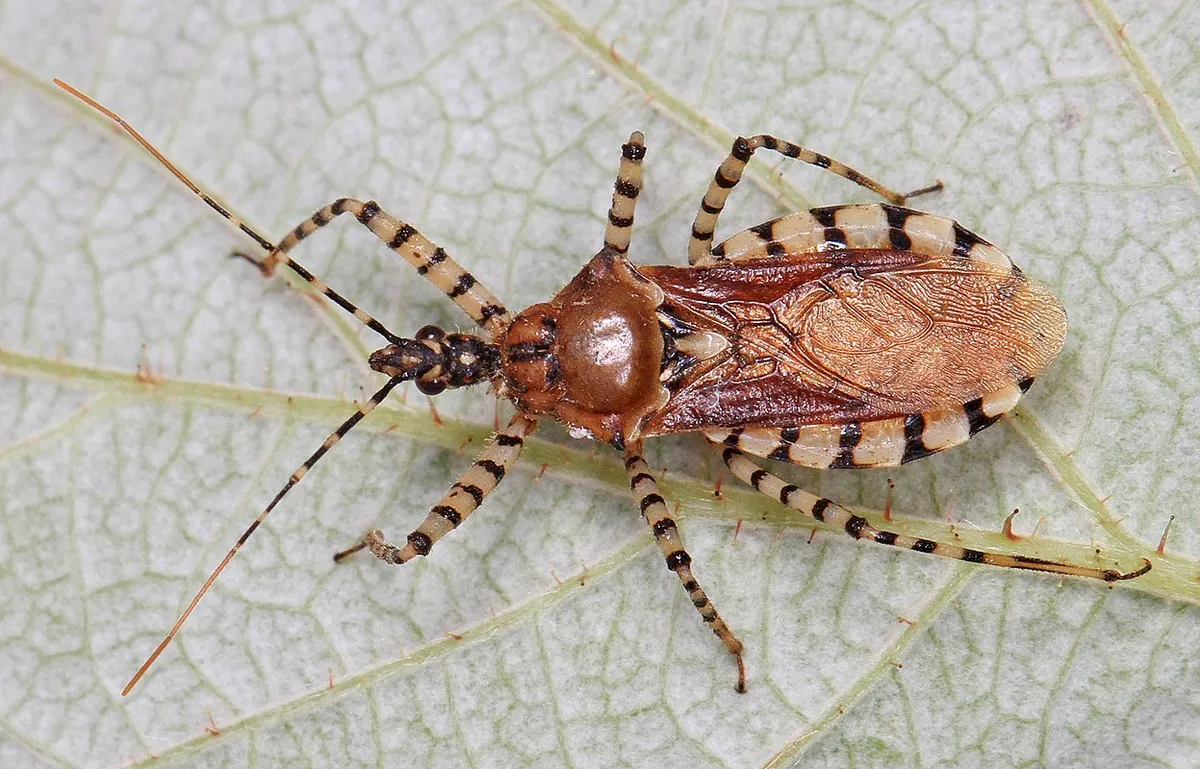 Assassin Bug-Pselliopus cinctus - photo 3