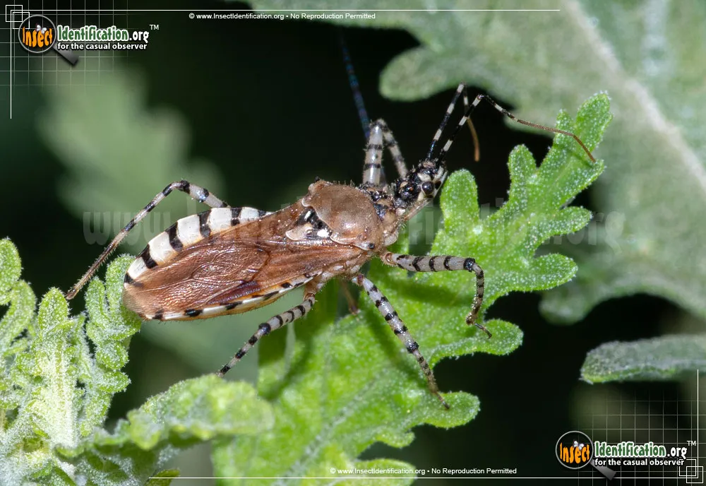 Assassin Bug-Pselliopus cinctus - photo 4