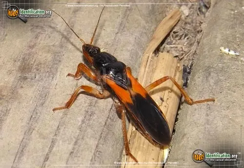 Assassin Bug -Sirthenia carinata - photo 2