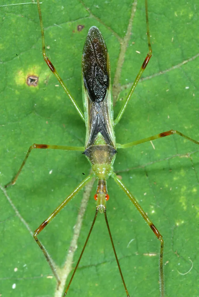 Assassin Bug -Zelus luridus - photo 2