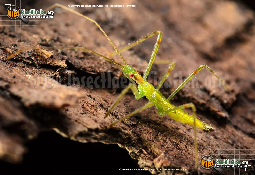 Assassin Bug -Zelus luridus - photo 3