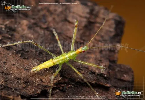Assassin Bug -Zelus luridus - photo 4