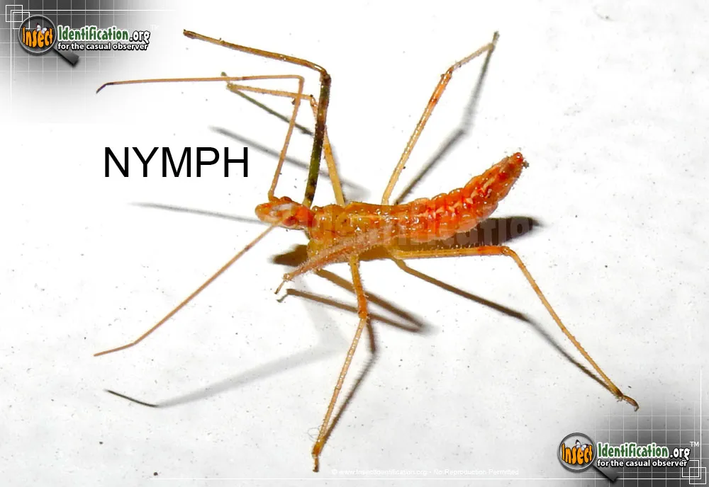 Assassin Bug -Zelus luridus - photo 6