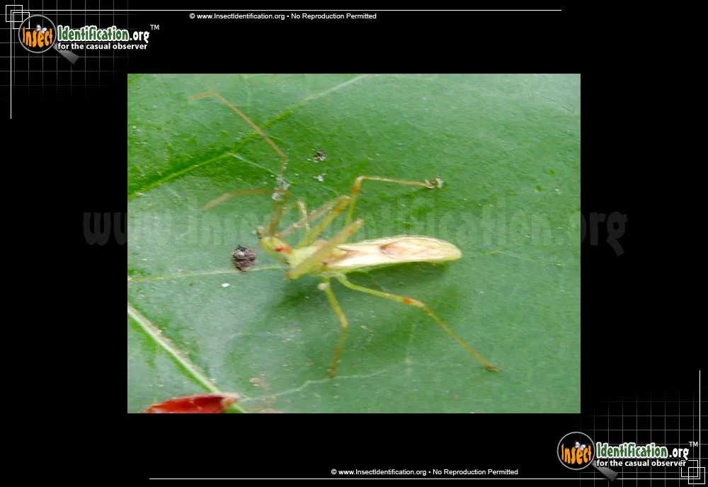 Assassin Bug -Zelus luridus - photo 8