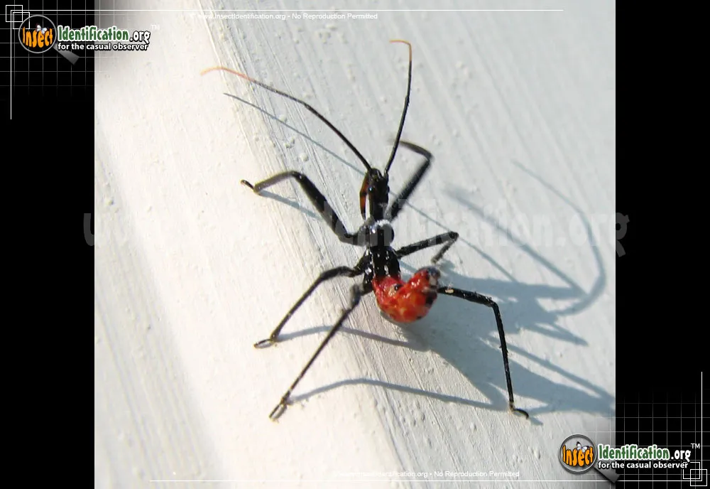 Assassin Bug - Pselliopus spp.