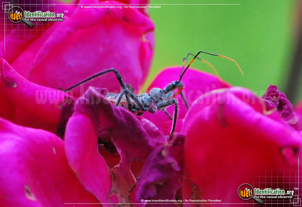 Assassin Bug - photo 3