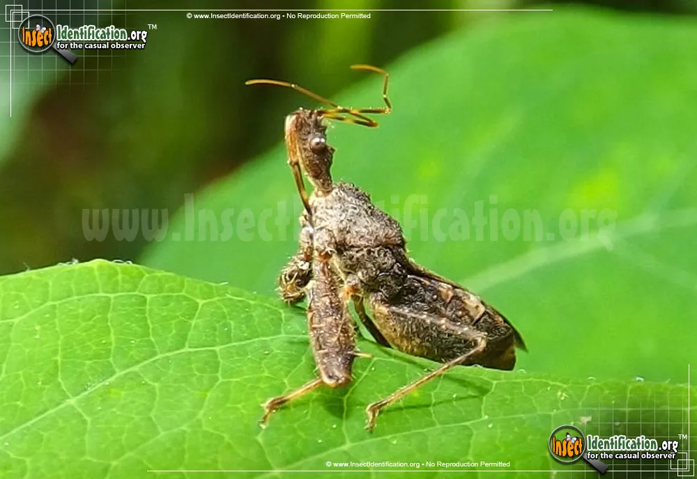 Assassin Bug - photo 5