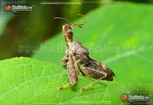 Assassin Bug - photo 6