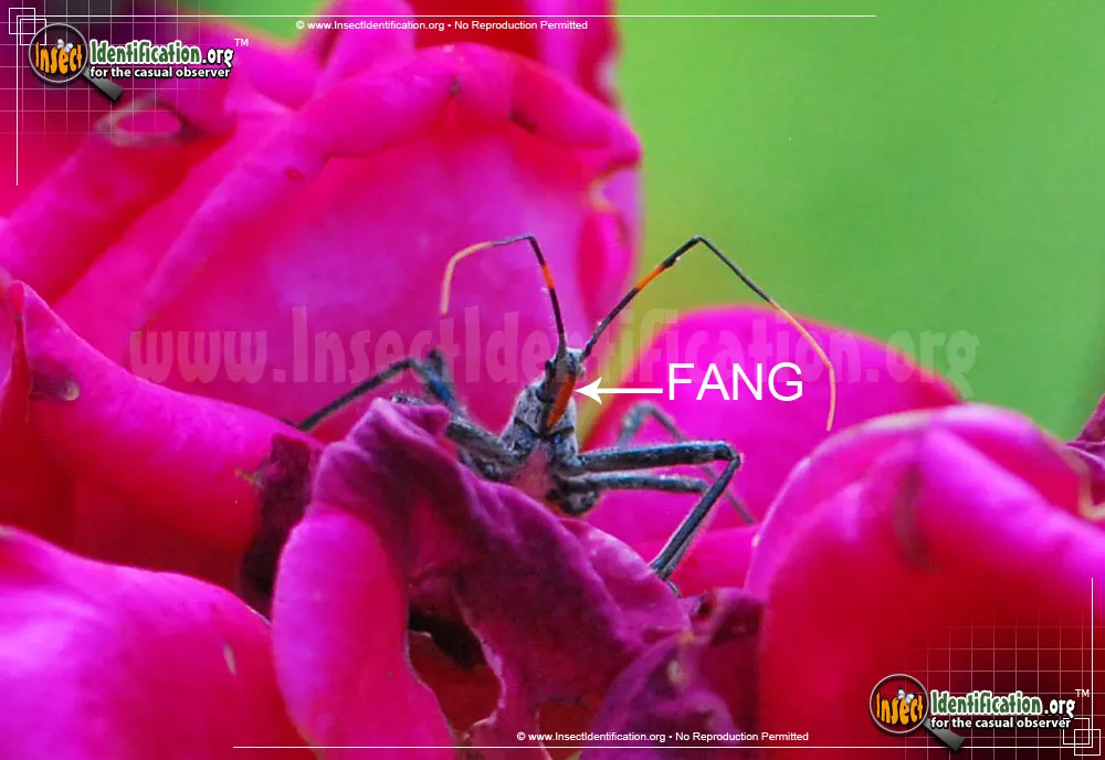 Assassin Bug - photo 7