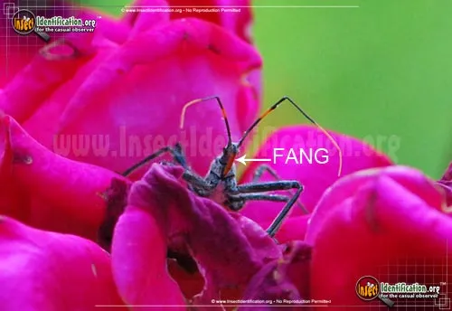 Assassin Bug - photo 8