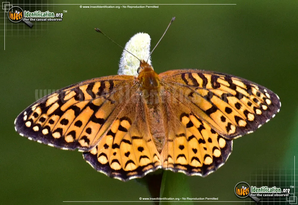 Atlantis Fritillary Butterfly - Speyeria atlantis