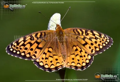 Atlantis Fritillary Butterfly - photo 2