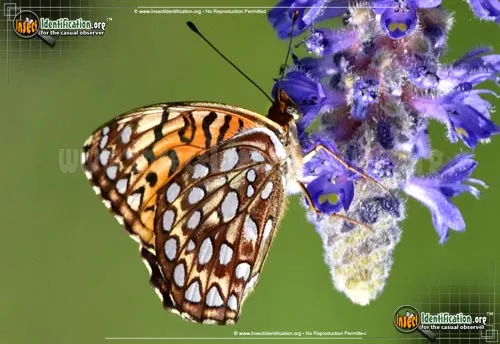 Atlantis Fritillary Butterfly - photo 4