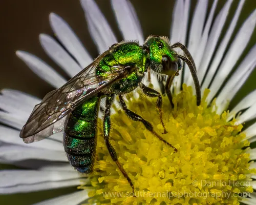 Augochlora Sweat Bee