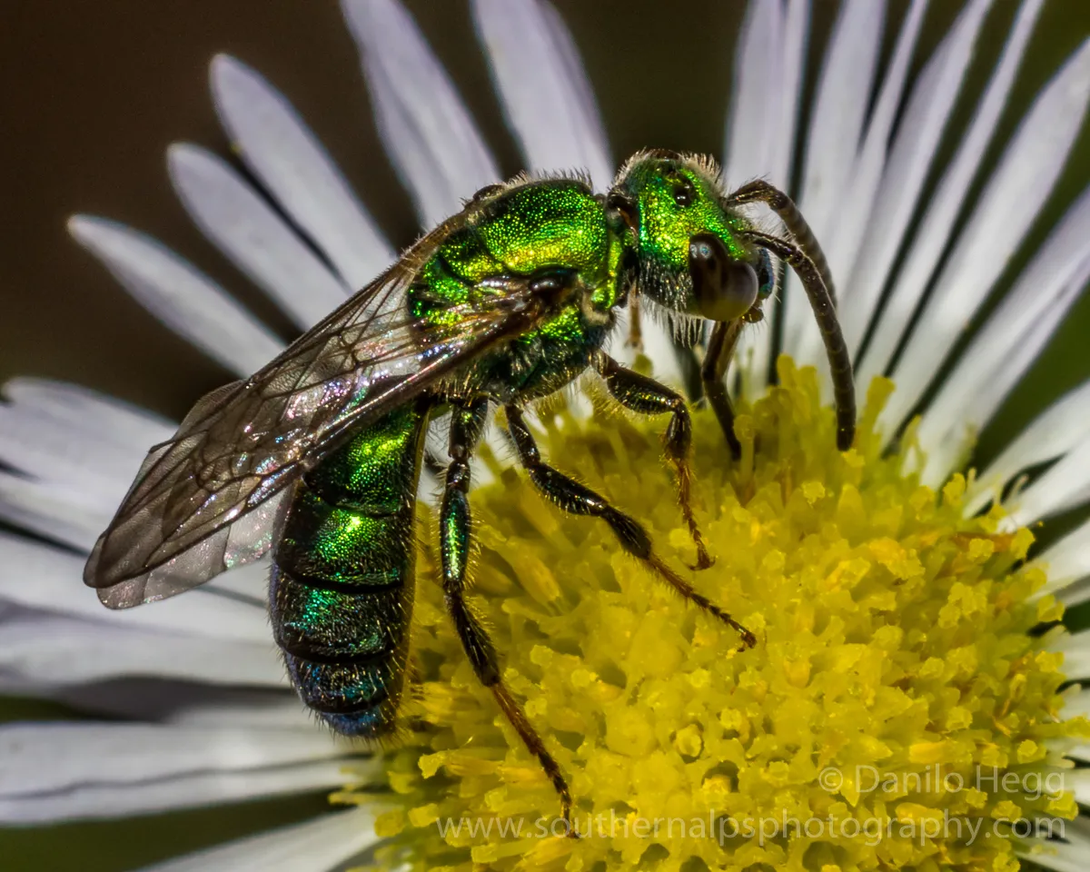 Augochlora Sweat Bee - photo 3