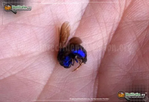 Augochlora Sweat Bee - photo 4
