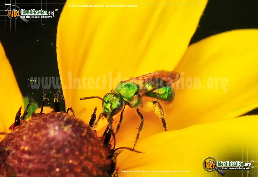 Augochlora Sweat Bee - photo 5