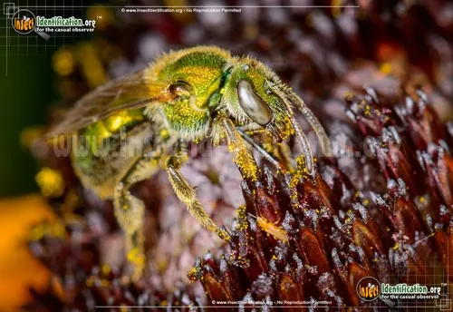 Augochlora Sweat Bee - photo 6