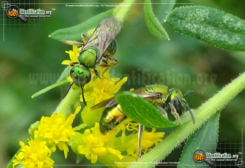 Augochlora Sweat Bee - photo 7