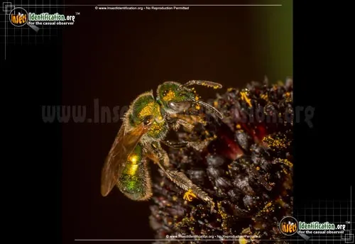 Augochlora Sweat Bee - photo 8