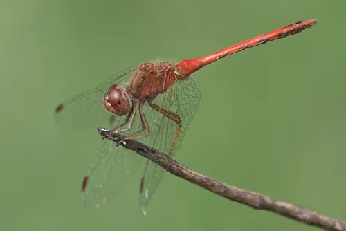 Autumn Meadowhawk