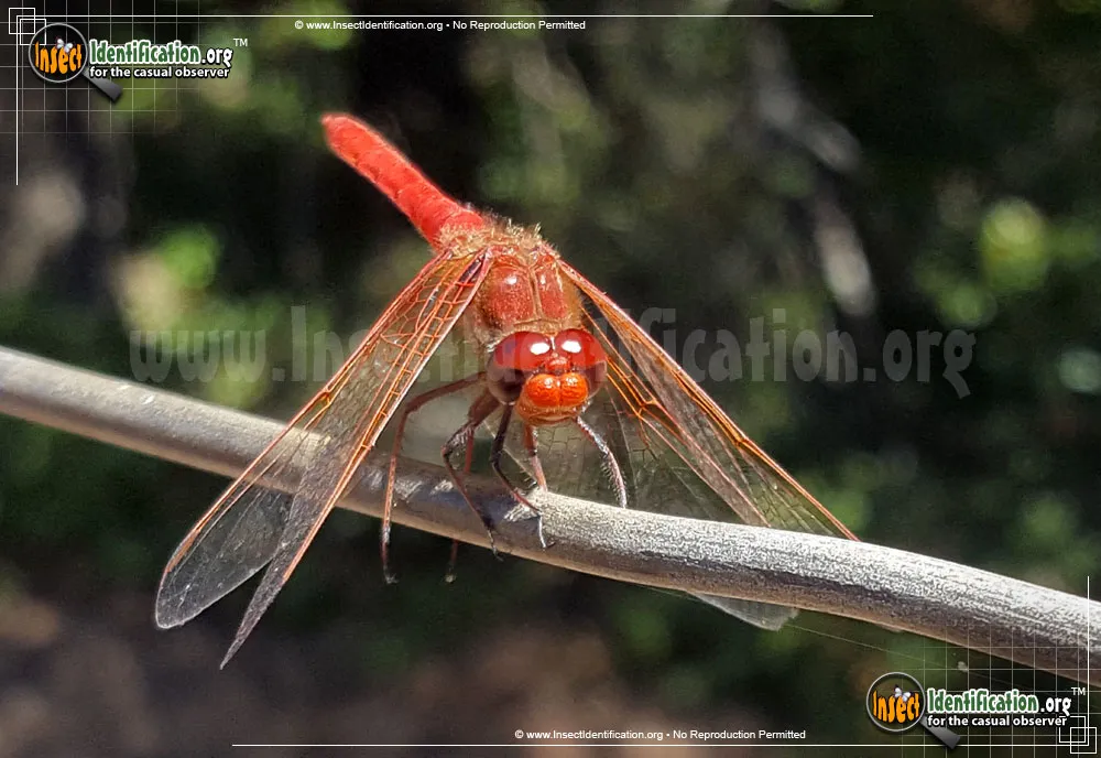 Autumn Meadowhawk - photo 2