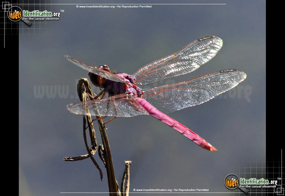 Autumn Meadowhawk - photo 3