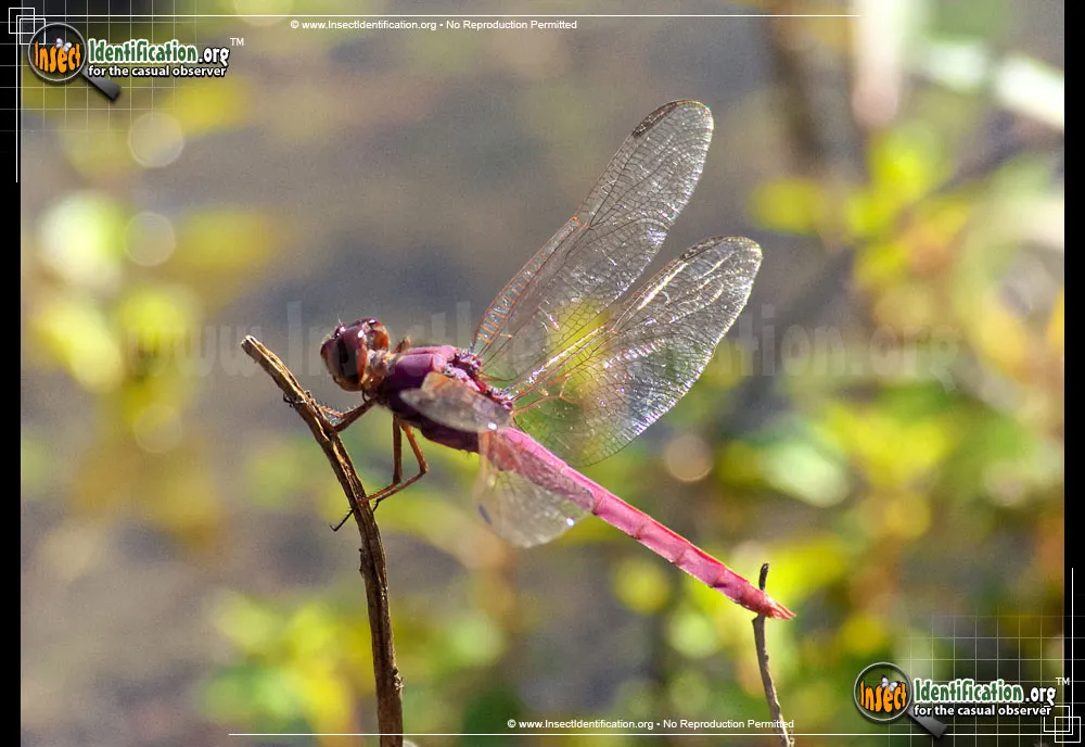 Autumn Meadowhawk - photo 4