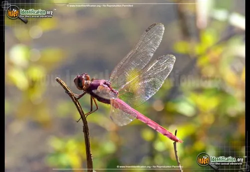 Autumn Meadowhawk - photo 5