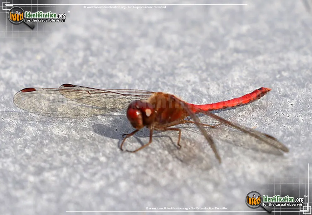 Autumn Meadowhawk - photo 7
