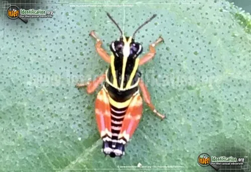 Aztec Spur-throat Grasshopper - photo 2