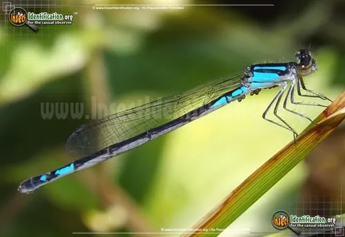 Azure Bluet - photo 2