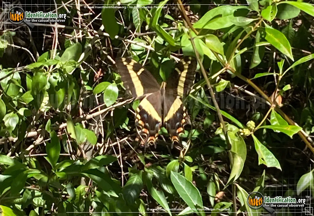 Bahamian Swallowtail Butterfly