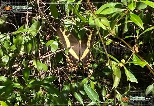 Bahamian Swallowtail Butterfly - photo 2