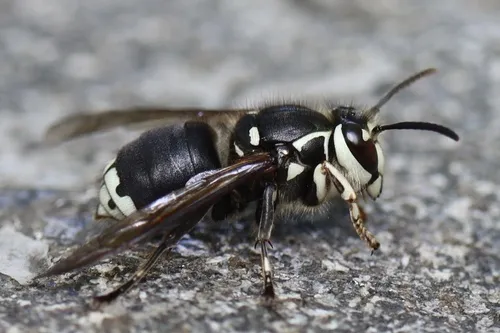 Bald-faced Hornet - photo 2