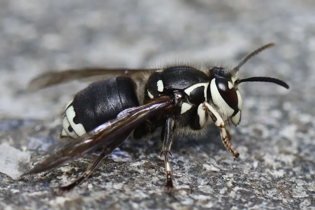 Bald-faced Hornet - photo 3