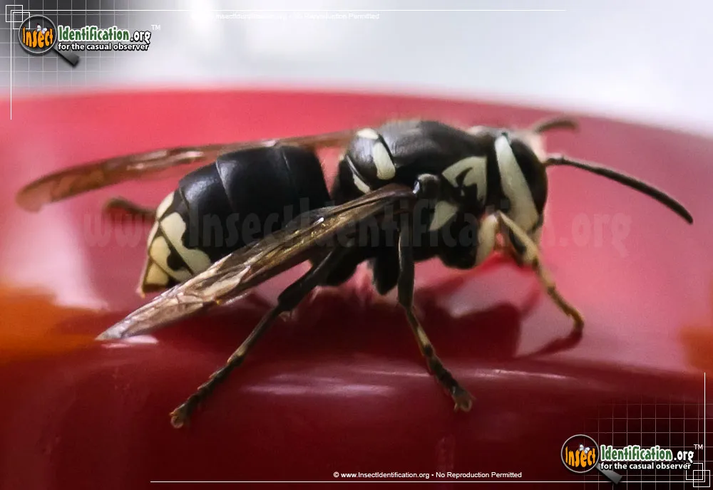 Bald-faced Hornet - photo 5