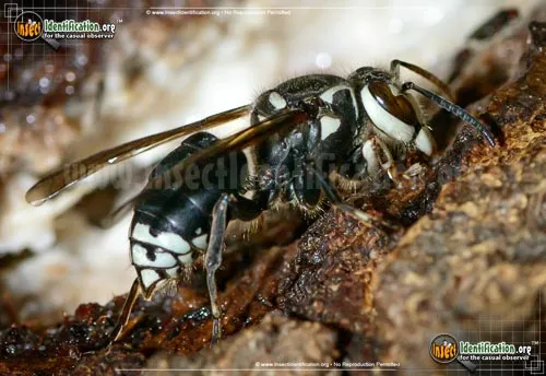 Bald-faced Hornet - photo 6