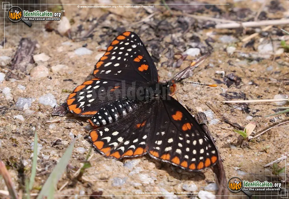 Baltimore Checkerspot - Euphydryas phaeton