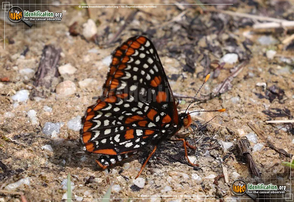 Baltimore Checkerspot - photo 3