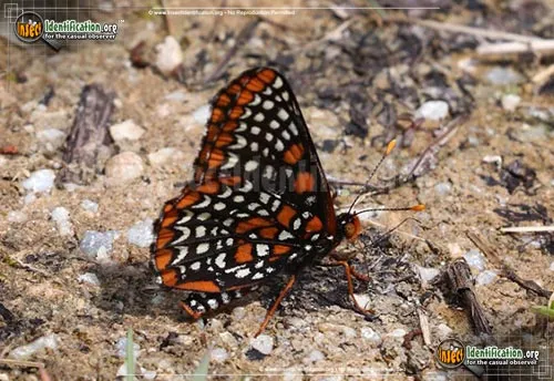 Baltimore Checkerspot - photo 4
