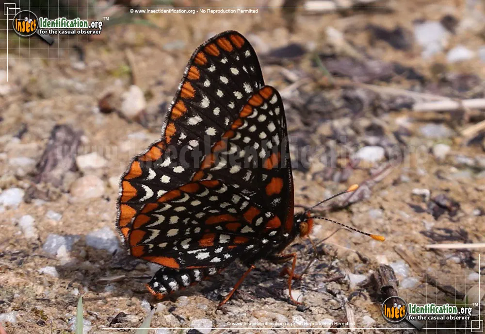 Baltimore Checkerspot - photo 5