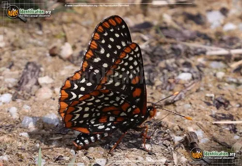 Baltimore Checkerspot - photo 6