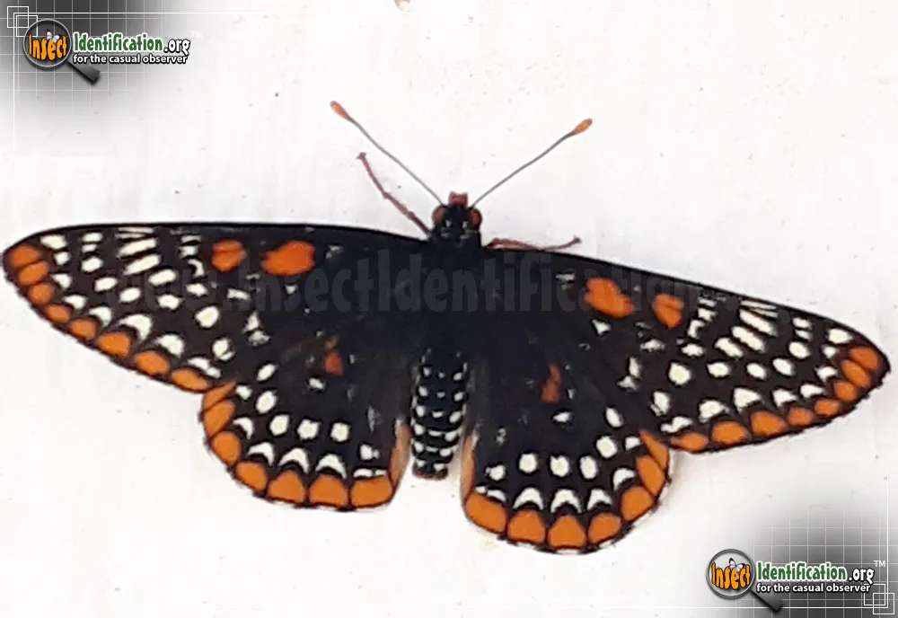 Baltimore Checkerspot - photo 7